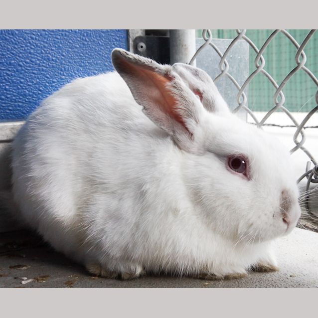 Photo of Hoppy Potter