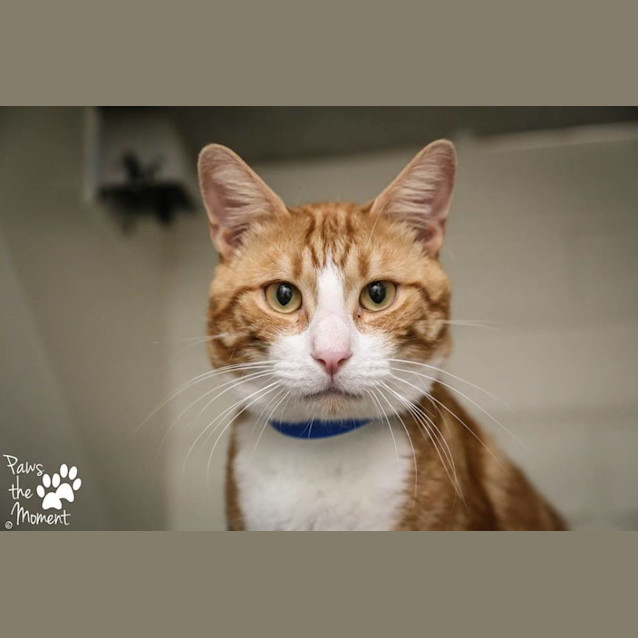 Photo of Windsor (0825)