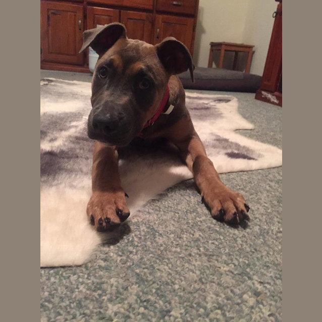 Photo of Cinnamon Dl1395