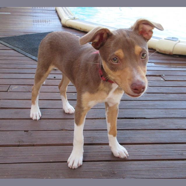 Photo of Rusty *On Trial In His New Home*