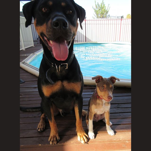 Photo of Rusty *On Trial In His New Home*