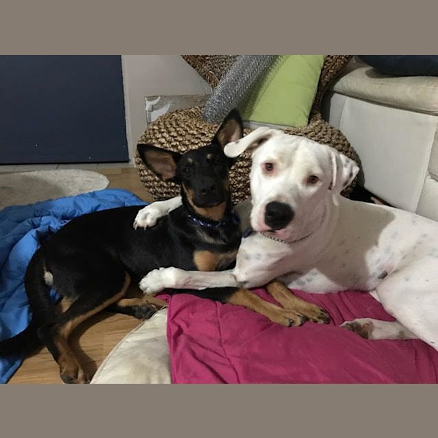 Photo of Brutus ~ Great Dane X Bull Mastiff (On Trial 5/3)