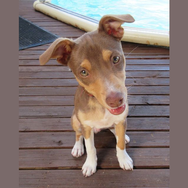 Photo of Rusty *On Trial In His New Home*