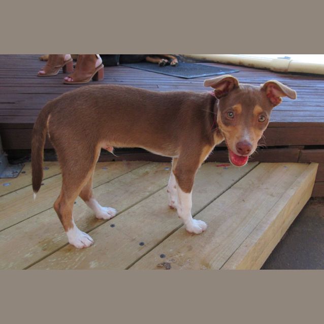 Photo of Rusty *On Trial In His New Home*
