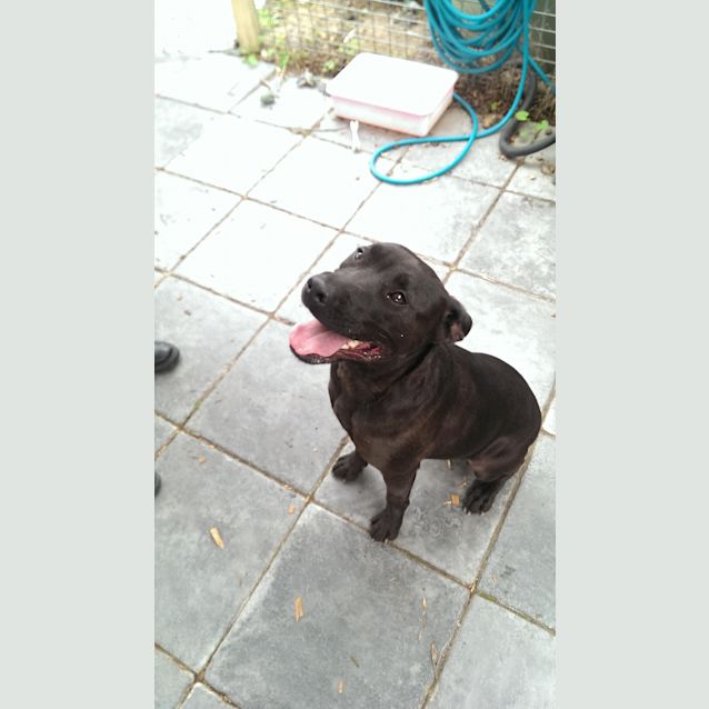 Photo of Paulie Id: 22820