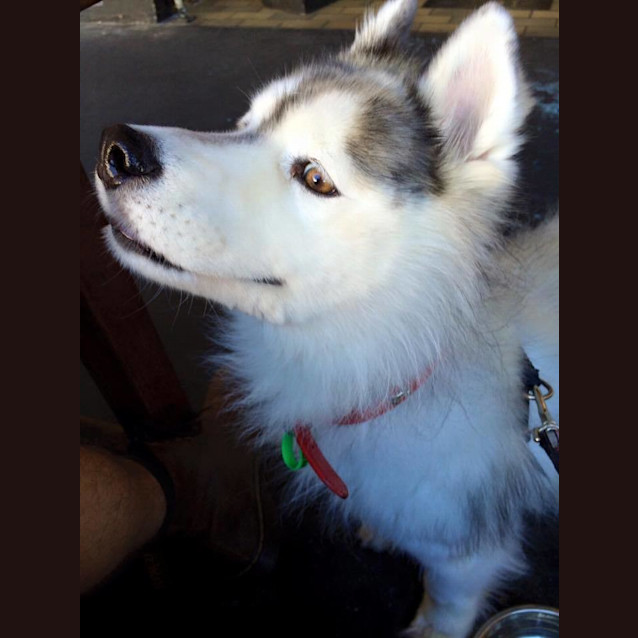 Photo of Bear