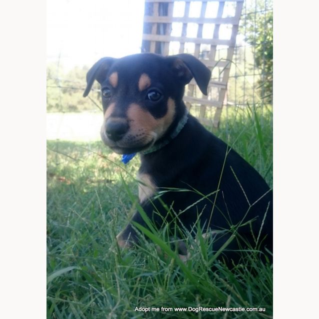 Photo of Loki ~ Kelpie X, Puppy (On Trial Approx 16/4/16)