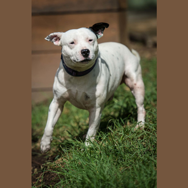 Photo of Butch 