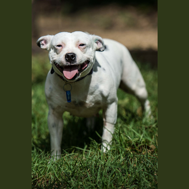 Photo of Bella
