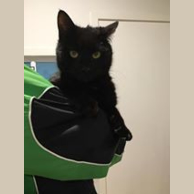 Photo of Licorice