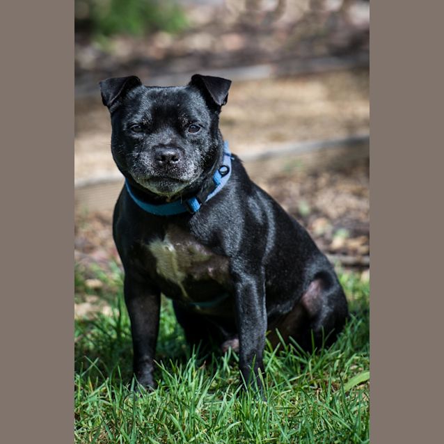 Photo of Tyson