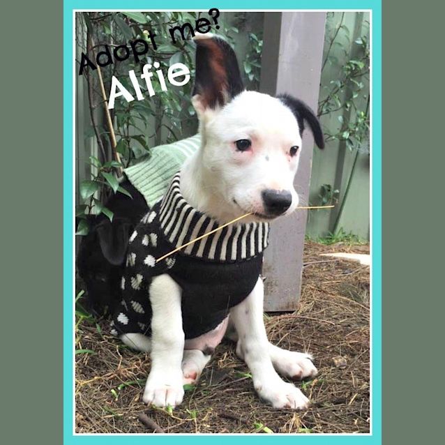Photo of Alfie ~ Border Collie X Kelpie (On Trial 16/12/16)