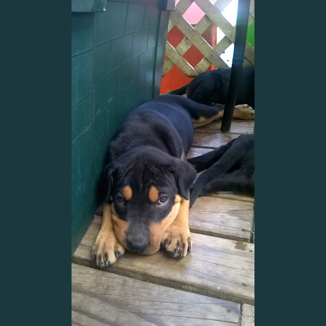 Photo of Diesel