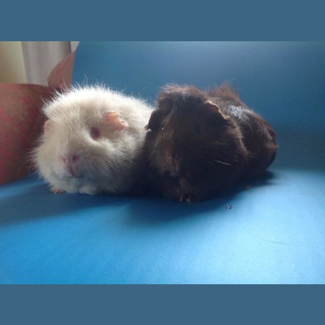 Photo of Chubarella And Nerdette