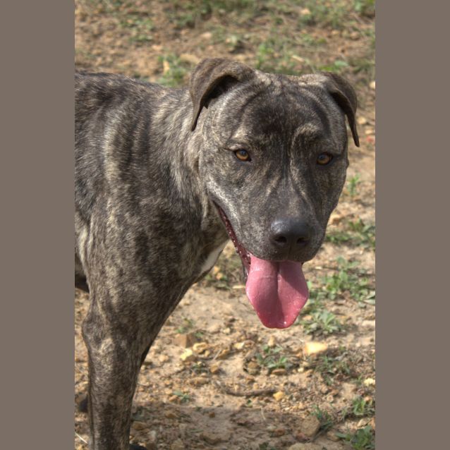 Photo of Raider