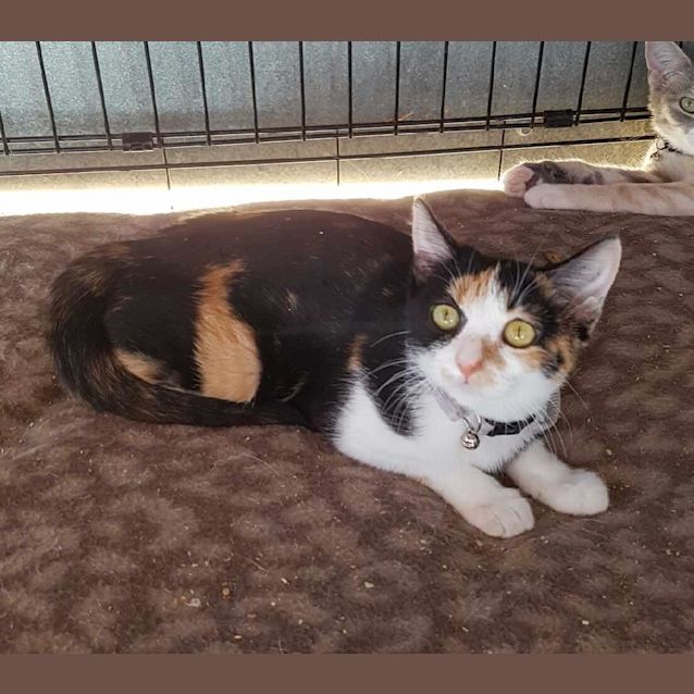 Photo of Stella