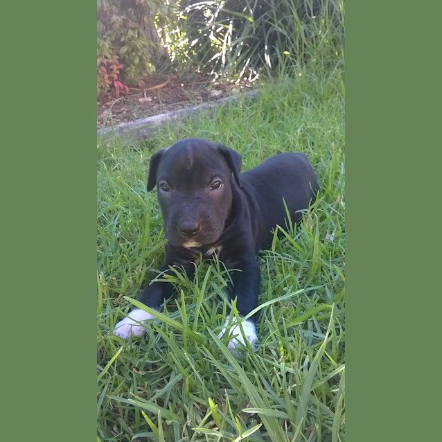 Photo of Sox