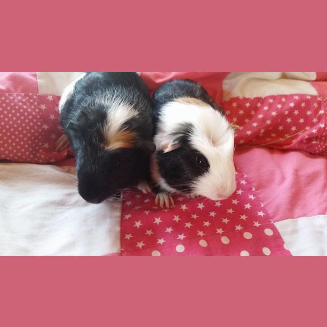 Photo of Panda And Bear