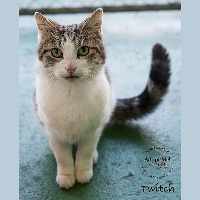 Photo of Twitch Id33208