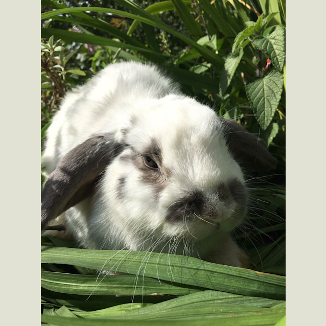 Photo of Buttons *•Adopt Me•*