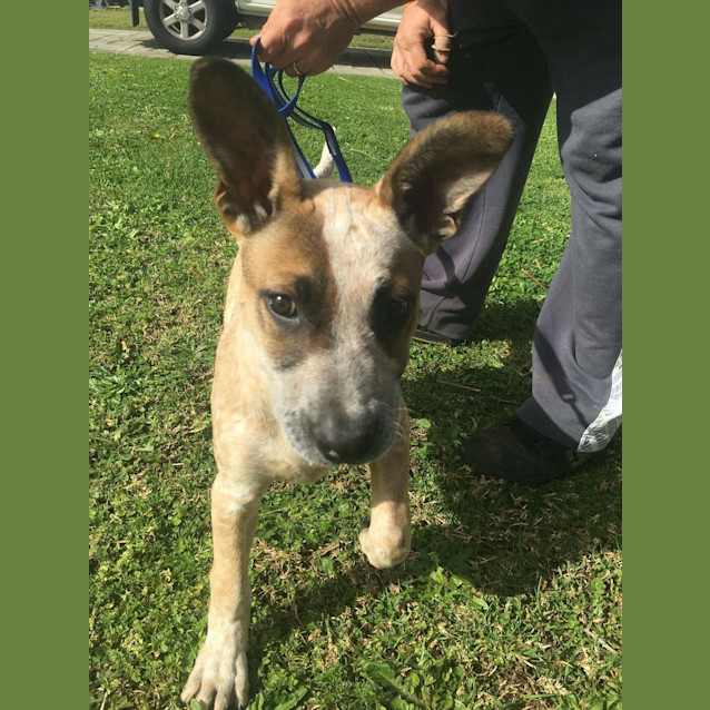 Photo of Calamity (Dog Friendly/Obed. Trained)