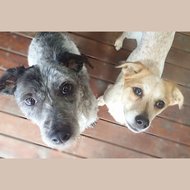 Photo of Fred & Wilma *•🐶Adopt Us🐶•*