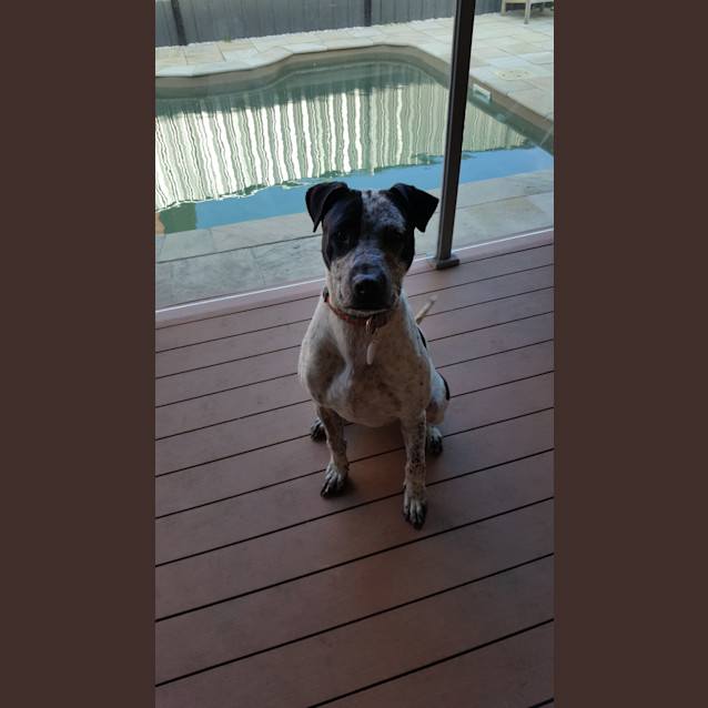 Photo of Shelby