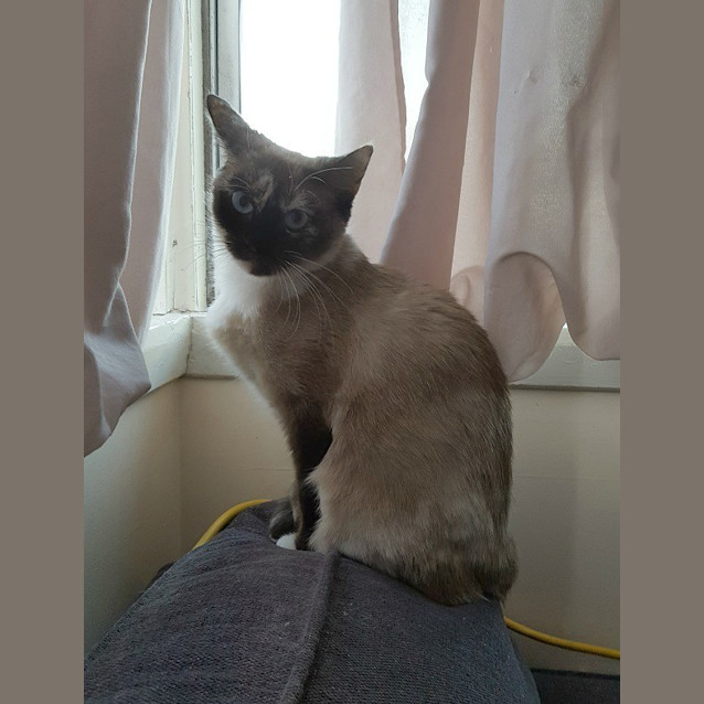 Photo of Suki