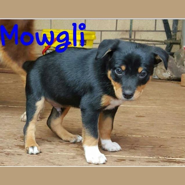 Photo of Mowgli   Expression Of Interest Only