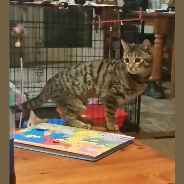 Photo of Punky