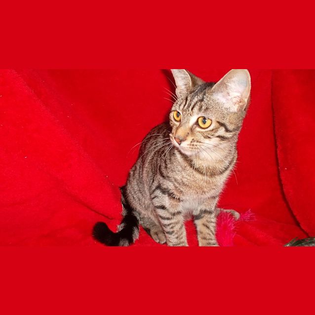 Photo of Smokey