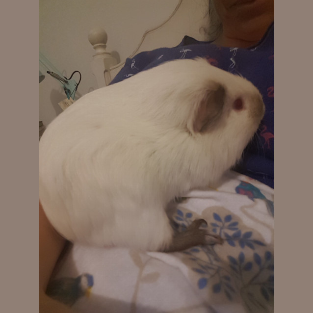 Photo of Yeti And Sesame Baby Guineas