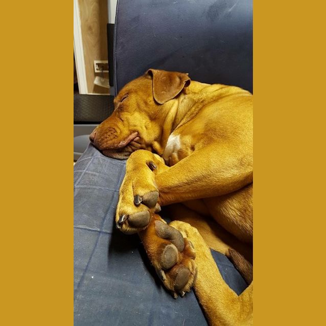 Photo of Skye