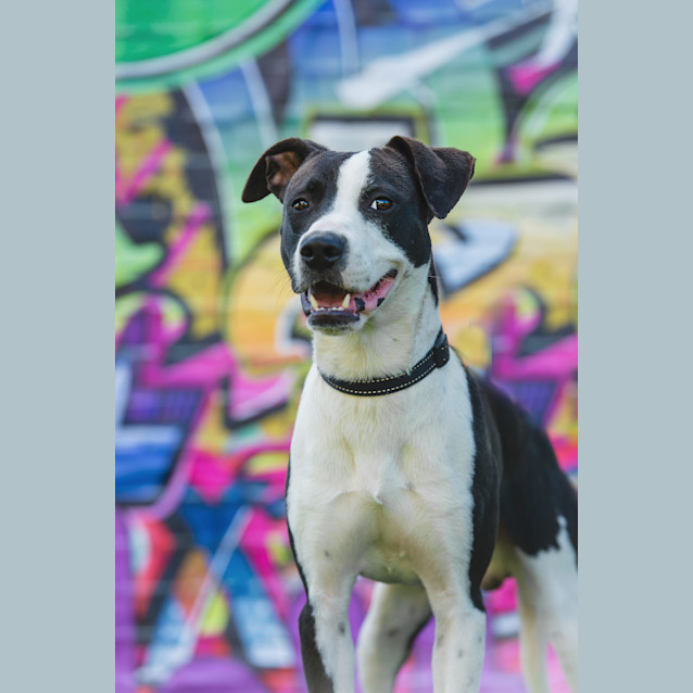 Photo of Frankie