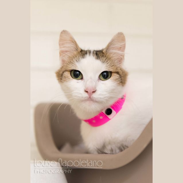 Photo of Chive (1980)