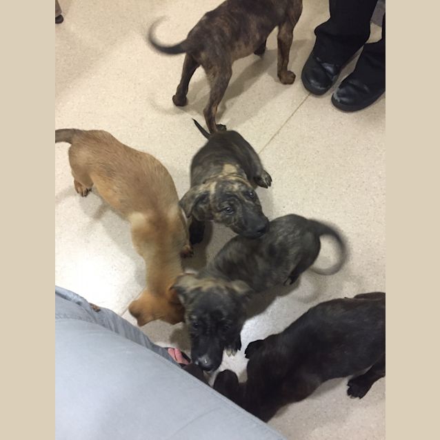 Photo of Puppies