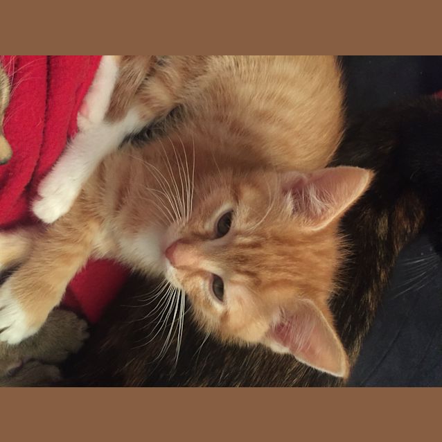 Photo of Dax