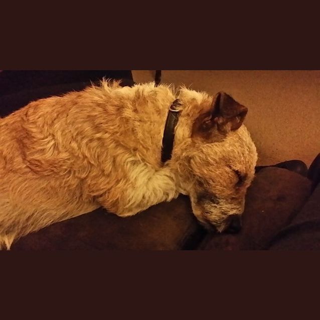 Photo of Rex *•🐶Adopt Me🐶•*