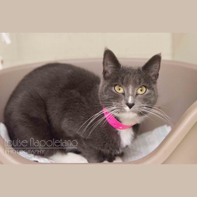 Photo of Cardamon (1991)