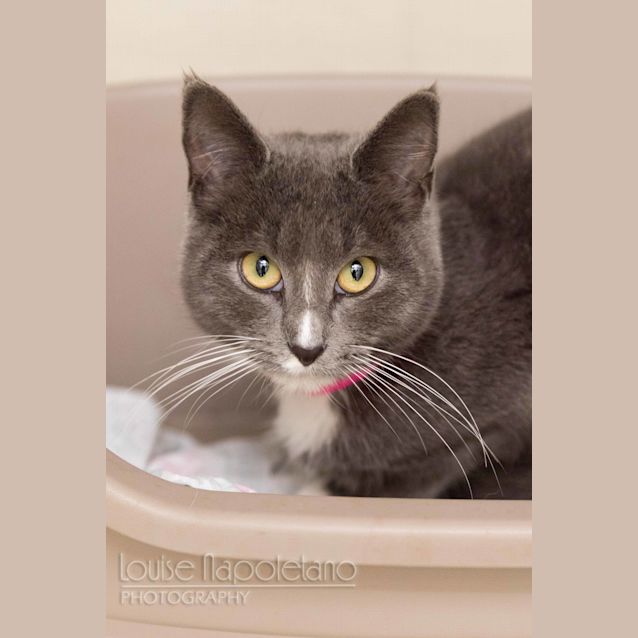 Photo of Cardamon (1991)