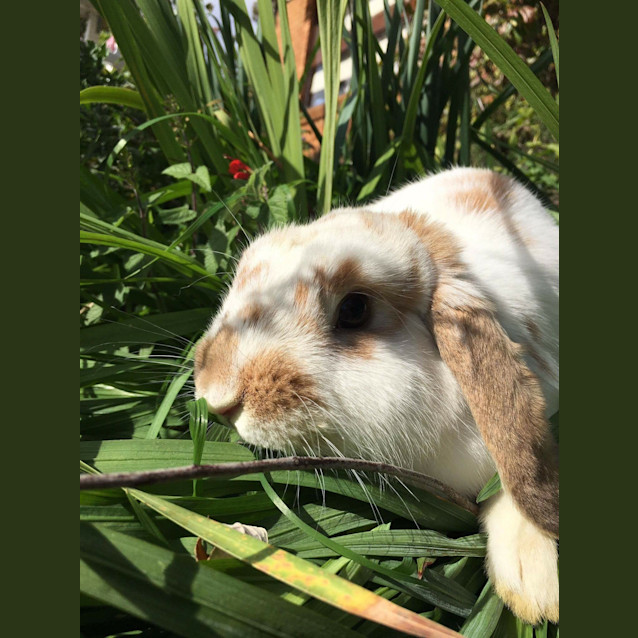 Photo of Peaches *•Adopt Me•*