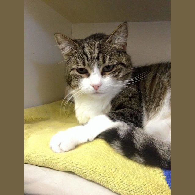 Photo of Cricket   Chubby And Cute!