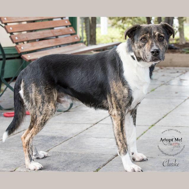 Photo of Clarke Id32386
