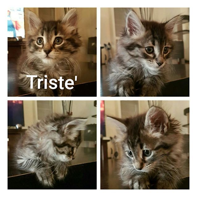 Photo of Triste'  (Adoption Pending)