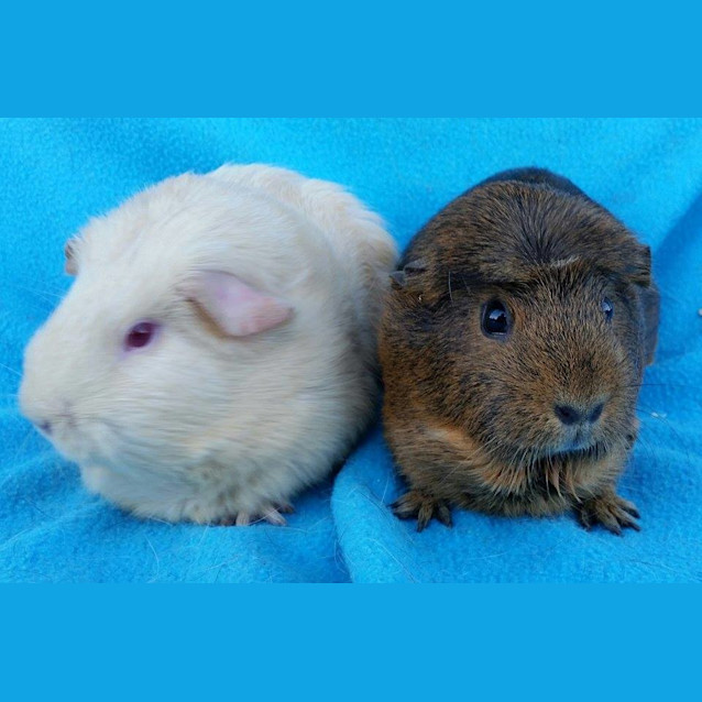 Photo of Honey And Pixie