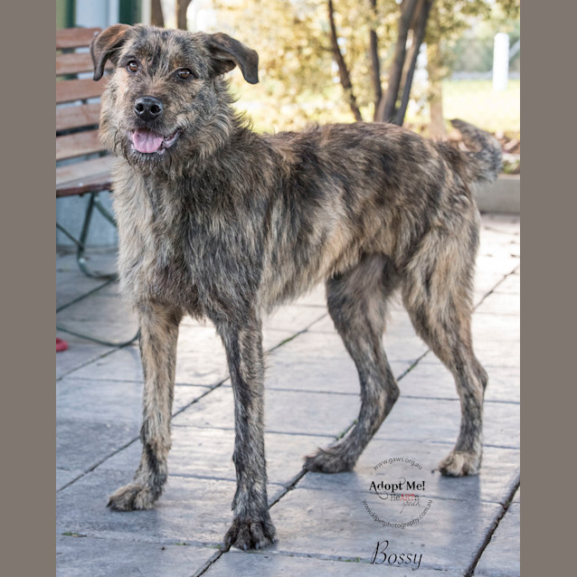 Photo of Bossy Id32159
