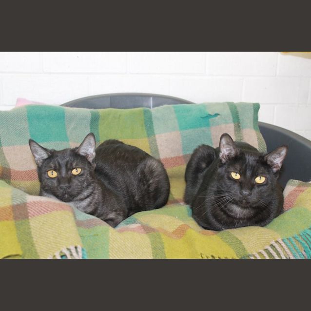 Photo of Comet And Rudolph