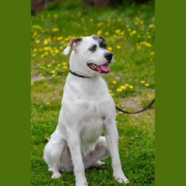 Photo of Millie Dl1441