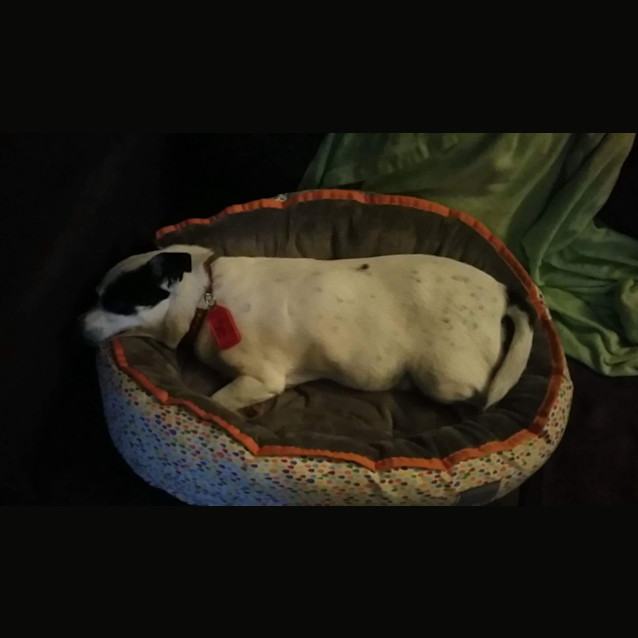 Photo of Pippy
