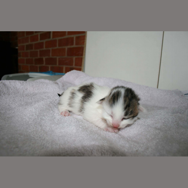 Photo of Pound Babies